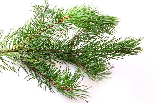 Branches of fir tree isolated on white background christmas new year winter — Stock Photo, Image