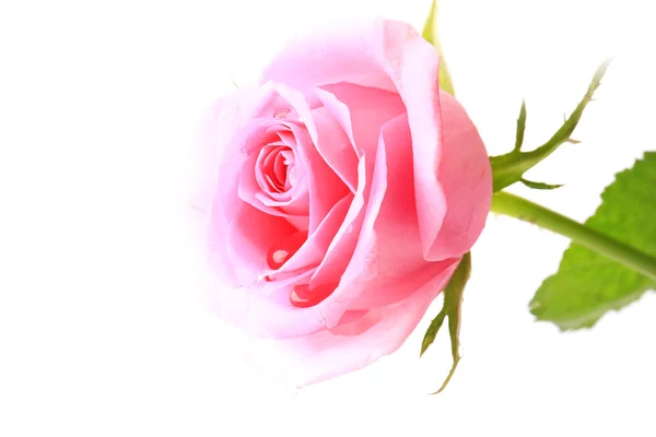 Růže jemný růžový izolovaných na bílém pozadí selektivní rozostřený romantické něha — Stock fotografie