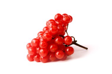 viburnum bunch isolated on a white background