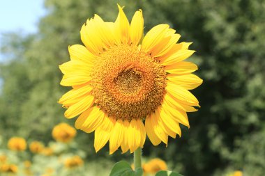 Ayçiçeği alan bahar yaz