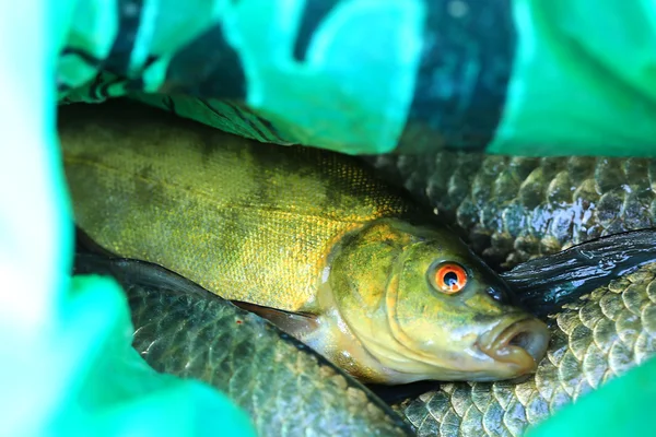 Pêche poisson fraîchement pêché dans l'emballage ciblage sélectif — Photo