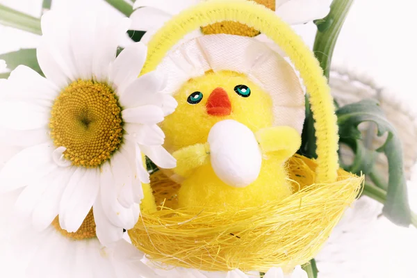 Easter Spring gentle background chamomile chicken — 图库照片