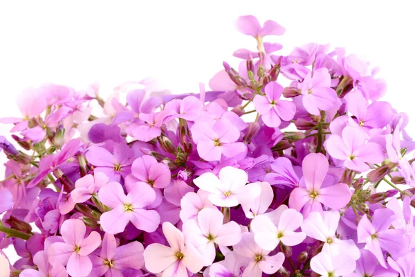Nacht Blumen violett Frühling sanften Hintergrund — Stockfoto
