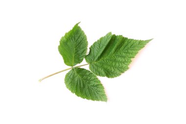 beyaz zemin üzerinde izole Ahududu yaprakları