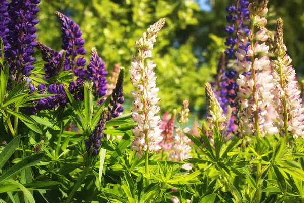 背景夏天庭院卢平花 — 图库照片