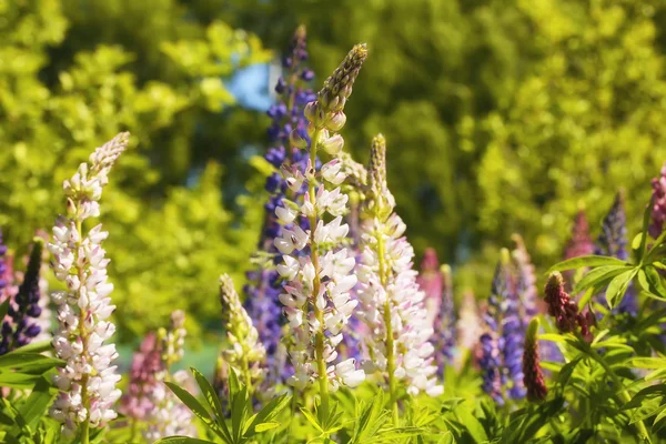 Летний сад Люпин цветы фон — стоковое фото