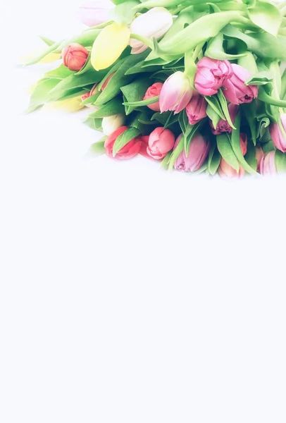 Tulipanes primavera fondo blanco — Foto de Stock