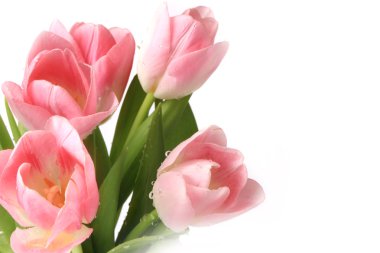 Beyaz arka plan bahar yaz anneler günü izole Pembe Laleler