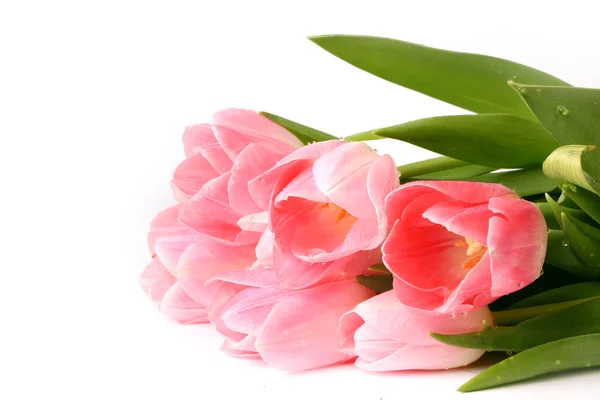 Pink tulips isolated on white background spring summer mothers day — Stock Photo, Image