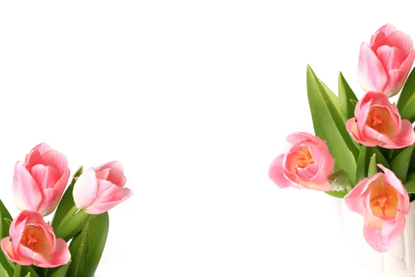 Pink tulips isolated on white background spring summer mothers day — Stock Photo, Image