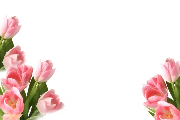Różowe tulipany pojedyncze białe tło wiosna lato matek dnia — Zdjęcie stockowe