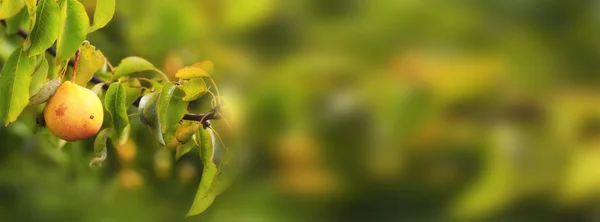 庭の自然背景バナーのウェブサイトのための梨の木 — ストック写真