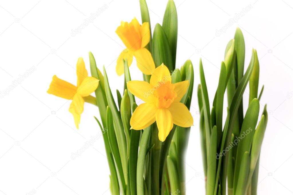 Daffodils in a pot with onion isolated on white background spring flowers