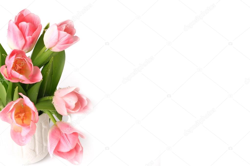 Pink tulips isolated on white background spring summer mothers day