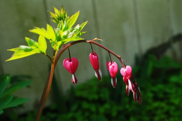 Une plante de coeur saignante fleurissant au début du printemps — Photo