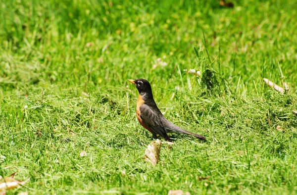 American Robin in a Grassy Field Looking for Food — Stock Photo, Image