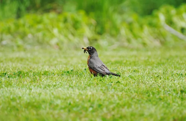 Robin américain dans un champ herbeux se nourrissant de vers — Photo