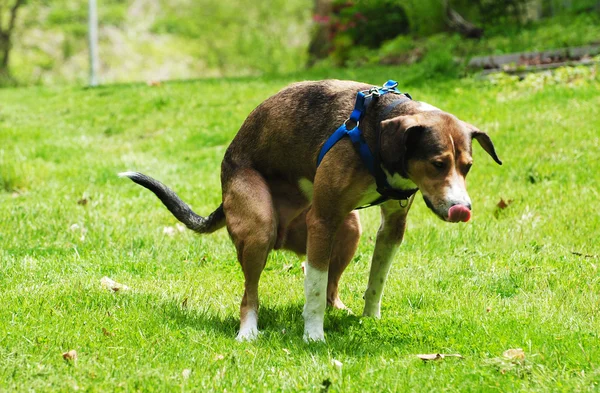 Cão jovem tentando ter um movimento intestinal — Fotografia de Stock