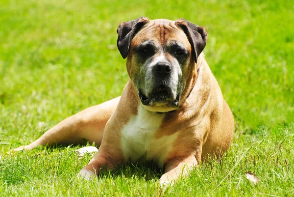 Oude huisdier hond ontspannen in de zon — Stockfoto