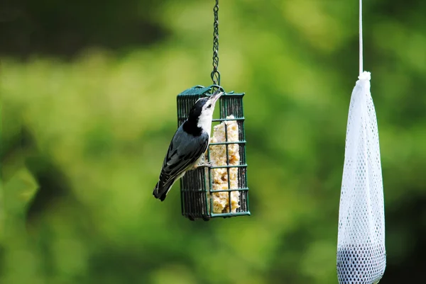 White-breasted Nuthatch on a Suet Feeder — Stock Photo, Image