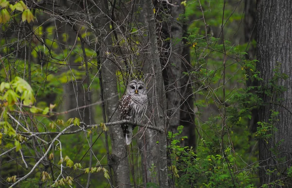 Grande Chouette rayée sauvage assise sur une branche d'arbre dans les bois — Photo