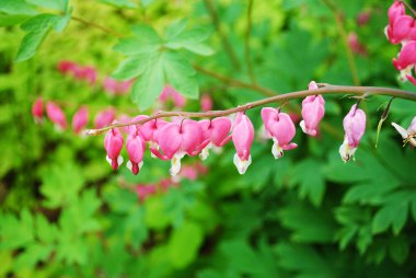 Erken ilkbaharda çiçek açan bir kanama kalp bitki