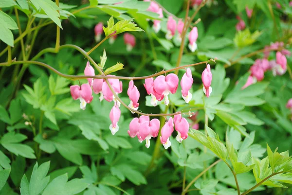 Une plante de coeur saignante fleurissant au début du printemps — Photo