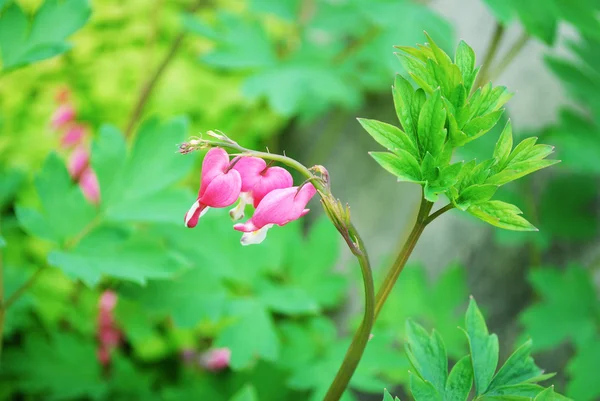 Plante de coeur de saignement coloré fleurissant au printemps — Photo