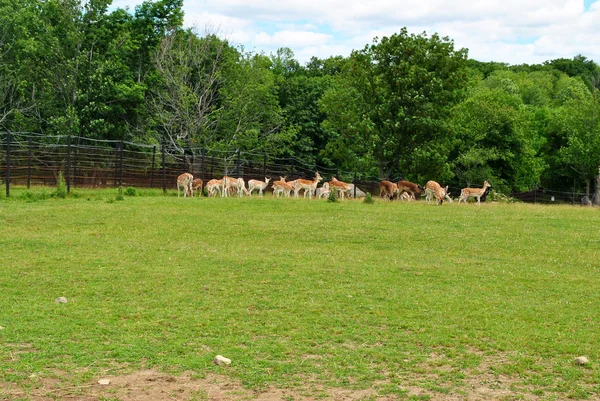Bir kurtarma Hayvanat Bahçesi'nde Silka geyik sürüsü — Stok fotoğraf