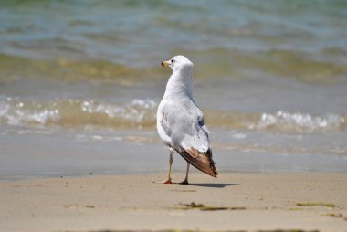 Güneşli bir günde bir plajda durup martı kuşu