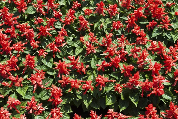 Hintergrund roter Sommerblumen mit grünen Blättern — Stockfoto