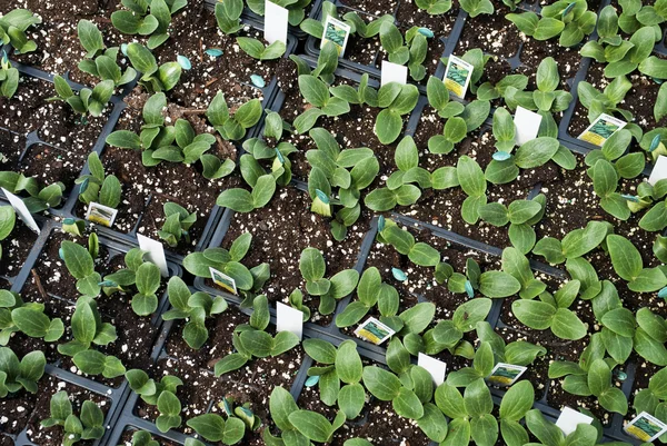 Semis de courgettes printanières poussant dans de petits pots — Photo