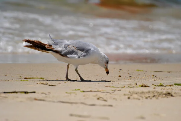 Oiseau de mouette debout sur une plage par une journée ensoleillée — Photo