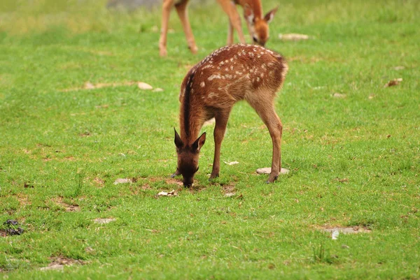バック グラウンドで母親と一緒に芝生の上子鹿摂食赤ちゃん — ストック写真