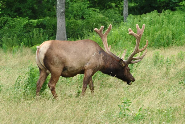 Mannlig amerikansk elg på et naturreservat – stockfoto