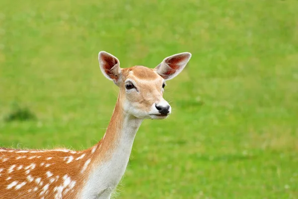 Gros plan d'un cerf de soie avec un fond herbeux — Photo