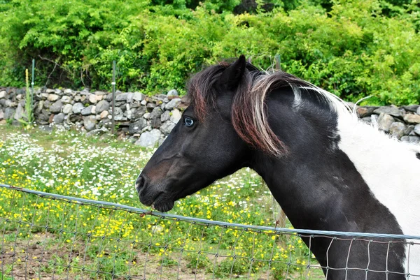 Schattig bruine miniatuur paard met heldere blauwe ogen — Stockfoto