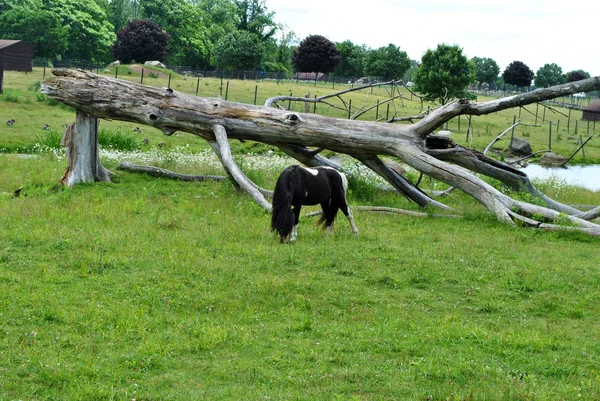Bruine miniatuur paard Out grazen in een weiland — Stockfoto
