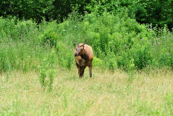 Female American Elk at a Wildlife Sanctuary — Stock Photo, Image