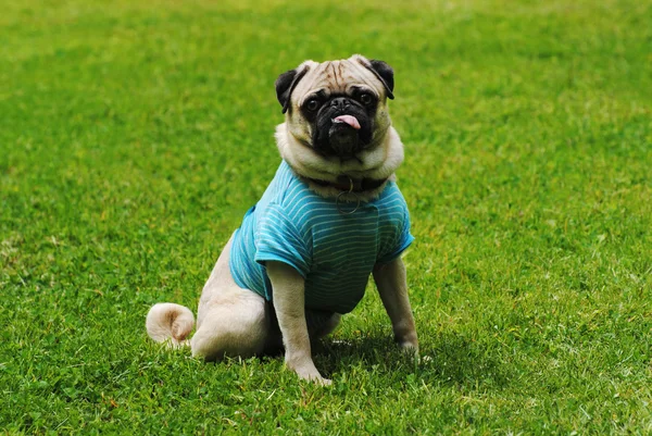 Pug bonito sentado na grama verde brilhante — Fotografia de Stock