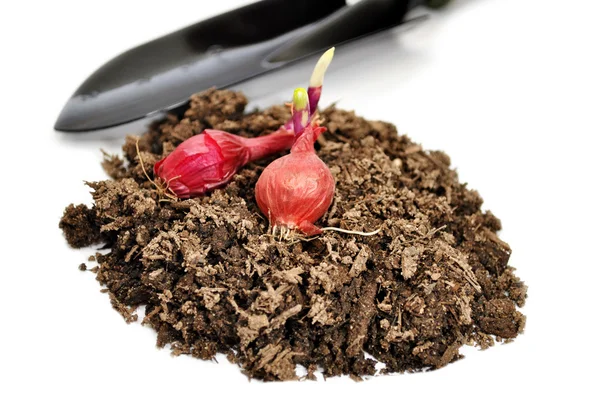 Red Onion Bulbs on Garden Soil  with a Spade Shovel — Stock Photo, Image