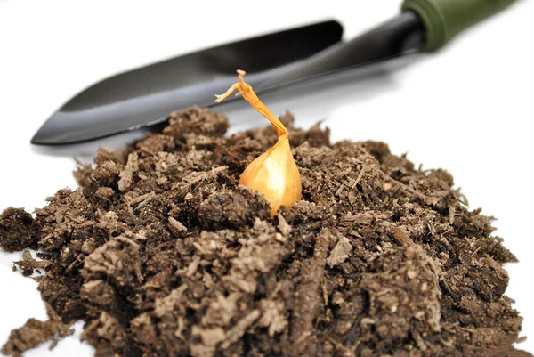 A Yellow Onion Bulb with Soil and a Spade — Stock Photo, Image