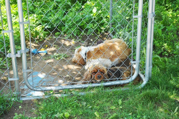 Kafes dışında küçük bir iki yalnız köpek köpek kulübesi — Stok fotoğraf