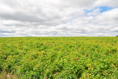 Yaz sıcağında parlak yeşil patates bitkiler