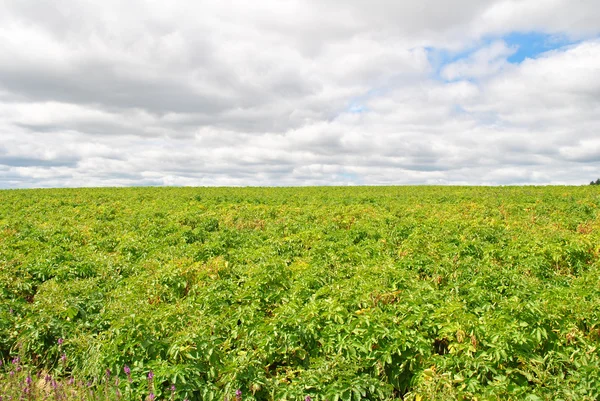 Plantas de batata verde brilhante crescendo no calor do verão — Fotografia de Stock