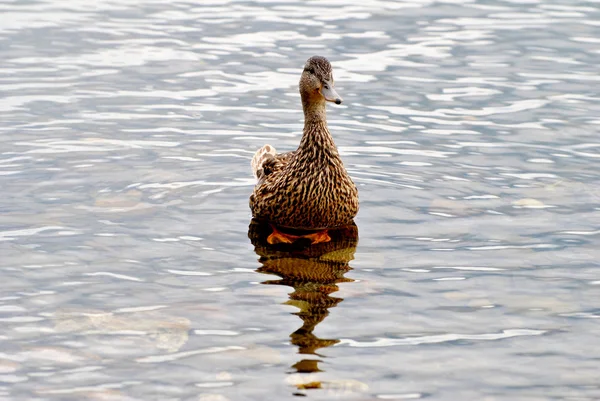 ロッキーの湖の端に立っているアヒルの子 — ストック写真