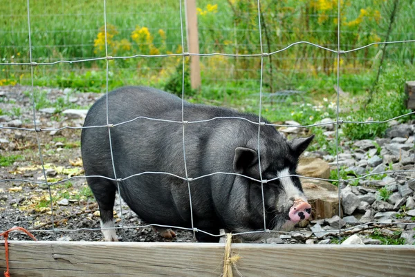 Jeune cochon noir enfermé dans un enclos à cochons — Photo