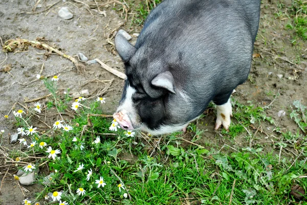 Un porc noir de plein air reniflant les marguerites — Photo