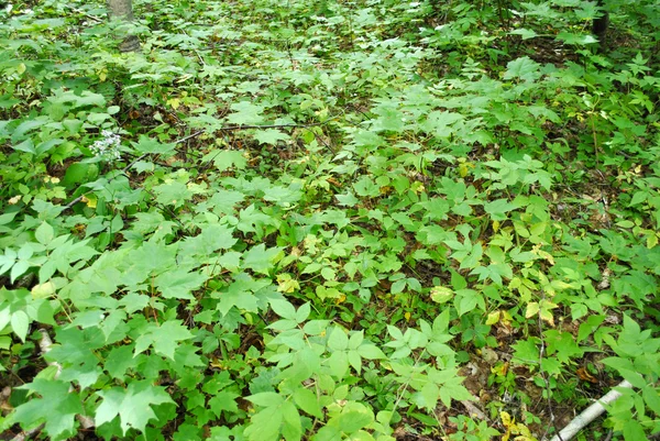 Feuillage vert sur le sol de la forêt — Photo