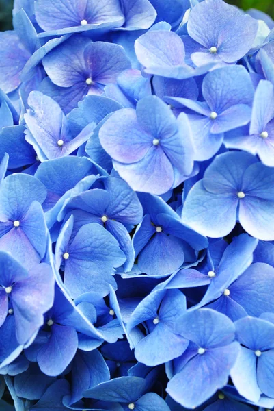 Extreme Close-Up Hydrangea — Stock Photo, Image